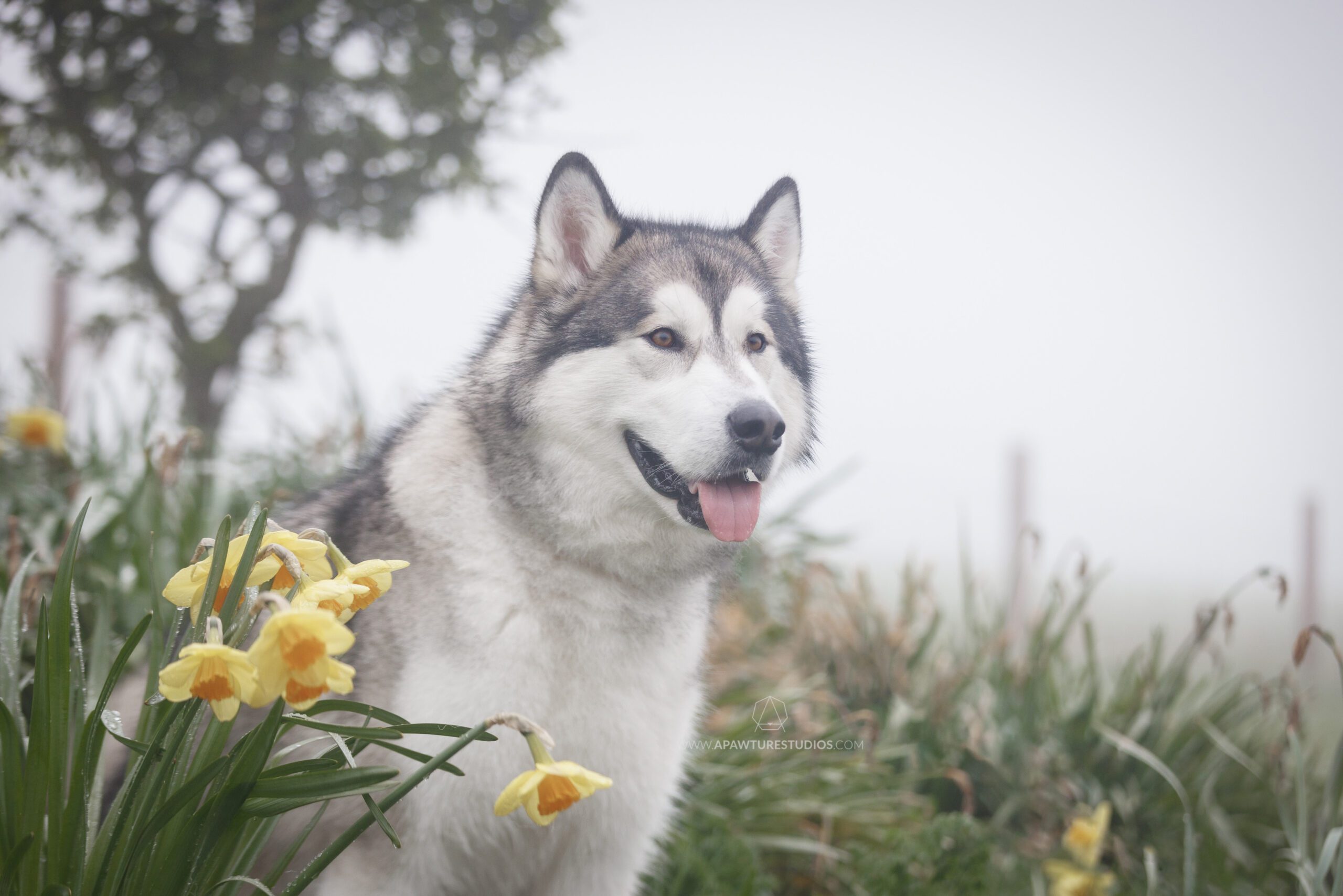 Malamute named Wolfie at Dunnottar Castle in Scotland surrounded by fog and yellow daffodils.