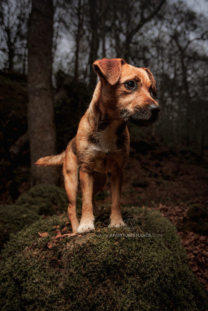 Small brown dog portrait in the Birks, Scotland with dramatic lighting. 