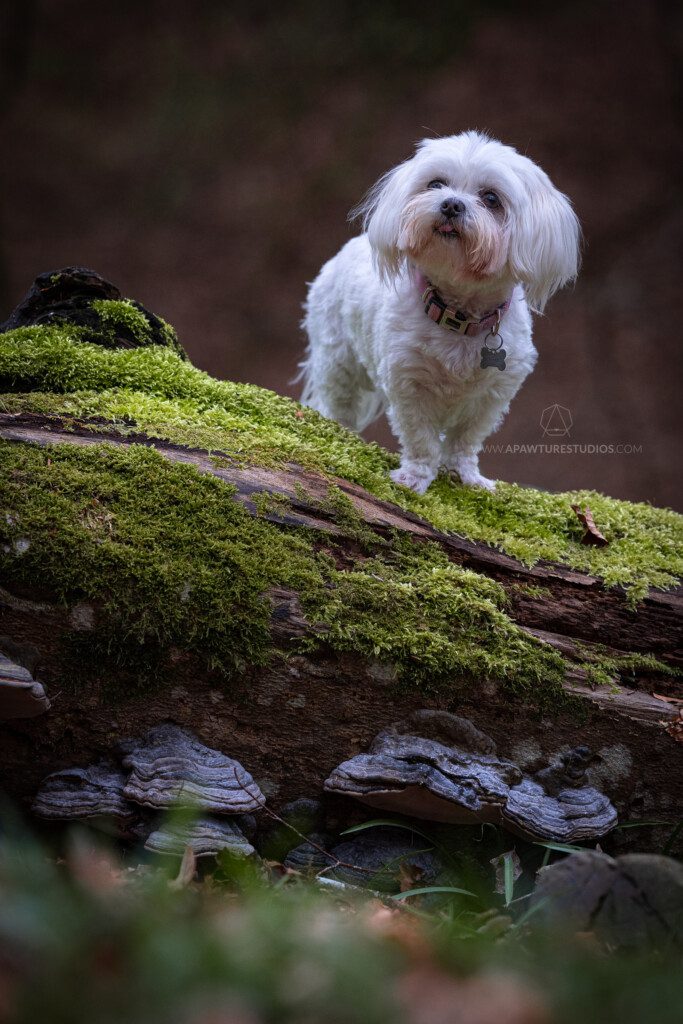 Peggy living large on a mossy, mushroom covered magical fallen tree branch. 