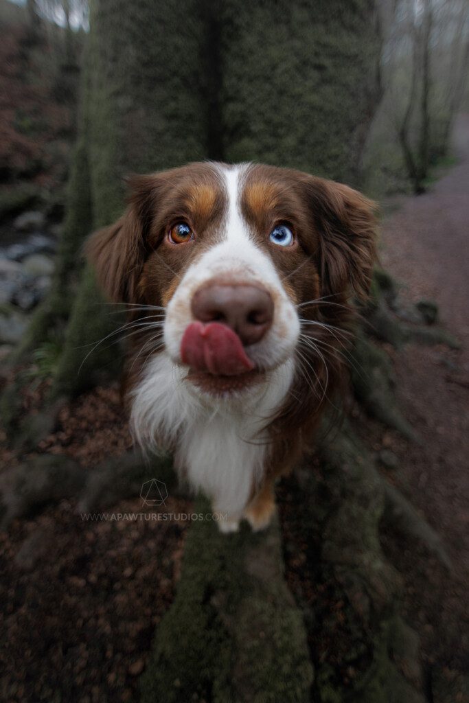 Adorable dog with tongue out on a mossy tree in a low key moody forest in the Birks in Scotland, UK. 