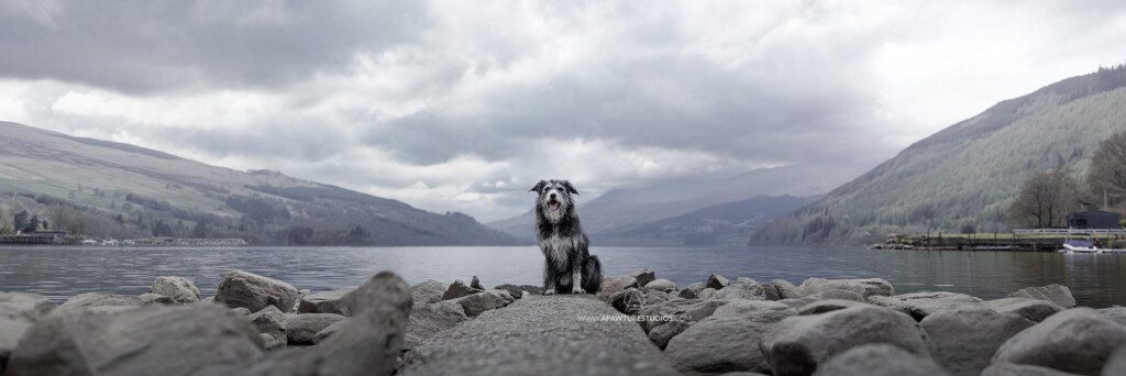 Jasper, the scruffy black and white dog front and center on a cement block with an epic panorama of Loch Tay in Scotland behind him with moody clouds. 