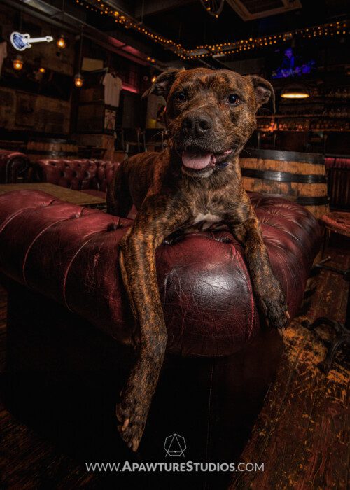 Bradley the staffordshire bull terrier on a red couch with his arms over the back in the Winged Ox bar in Glasgow, Scotland.