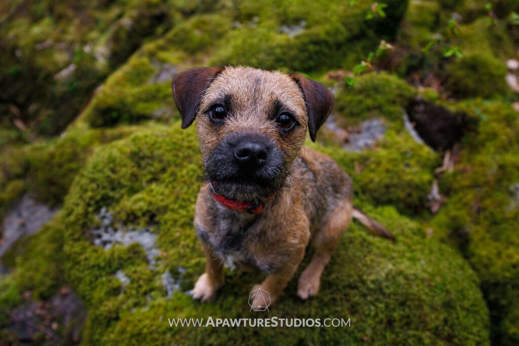 Hazel the border terrier with the puppy dog eyes on a mossy rock in The Hermitage, Scotland.