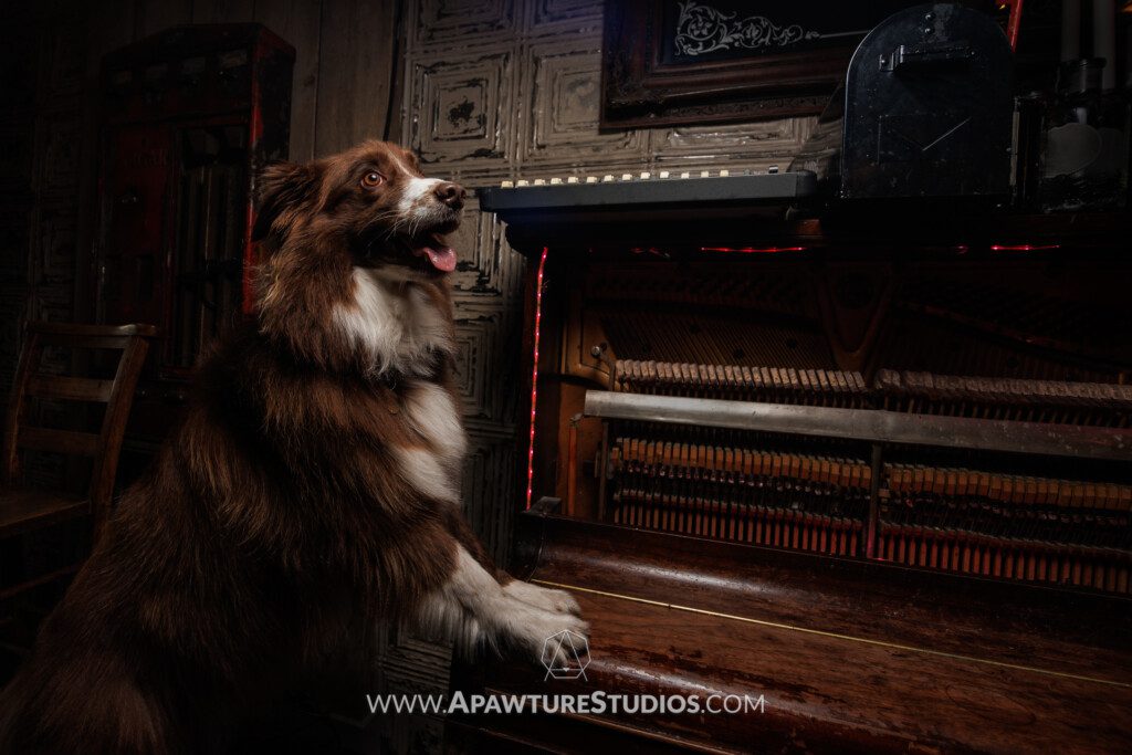 Chili the australian shepherd in moody lighting with paws up on an upright piano in a bar in Glasgow.