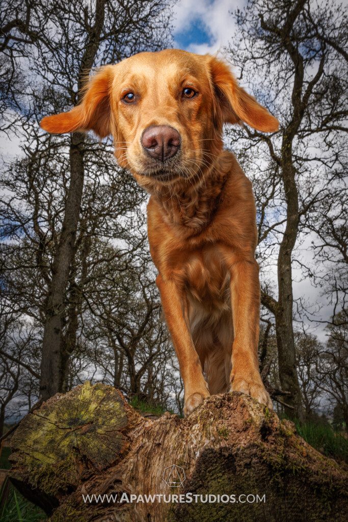 Ginny the golden retriever on a log looking cute with ears flapping in Kinclaven woods.