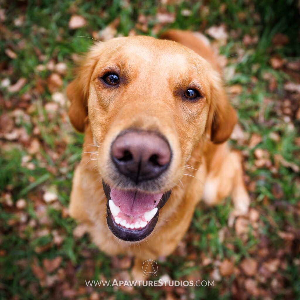 A photo of Ginny the golden retriever looking up at the camera sitting in the grass with a big smile on her face.