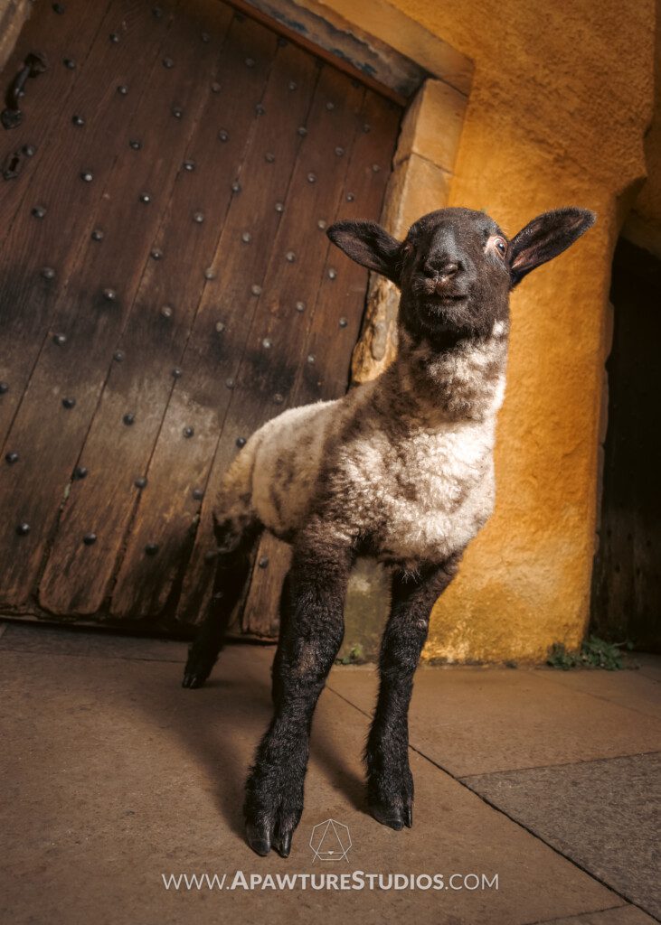 Tattie the lamb in Culross in front of a medieval door.
