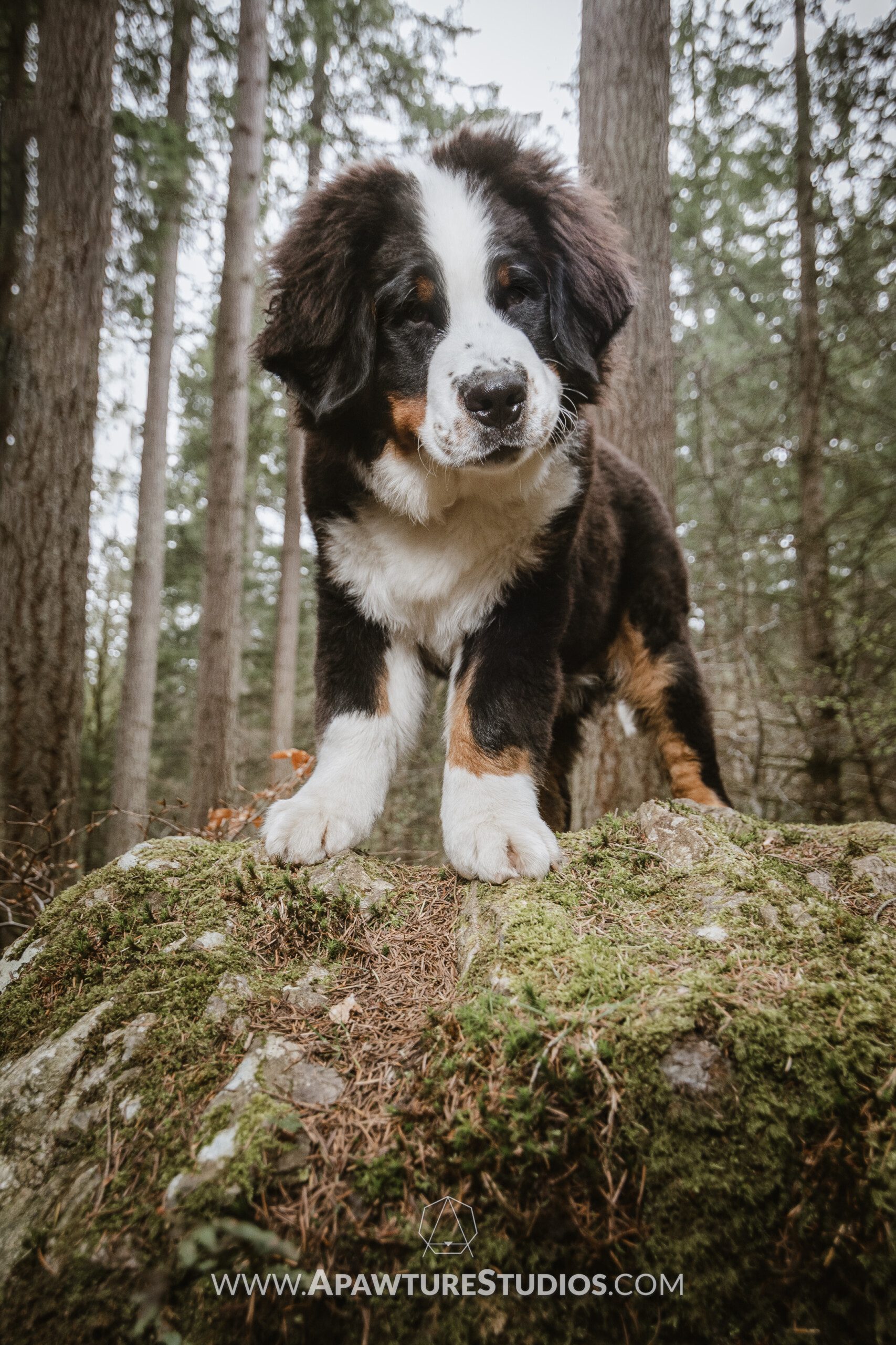 Bernese mountain dog portrait on a rock in the Hermitage in Scotland.