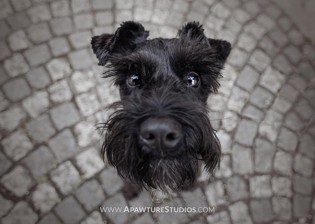 Black schnauzer looking up at camera on a cobblestone road in Culross. 