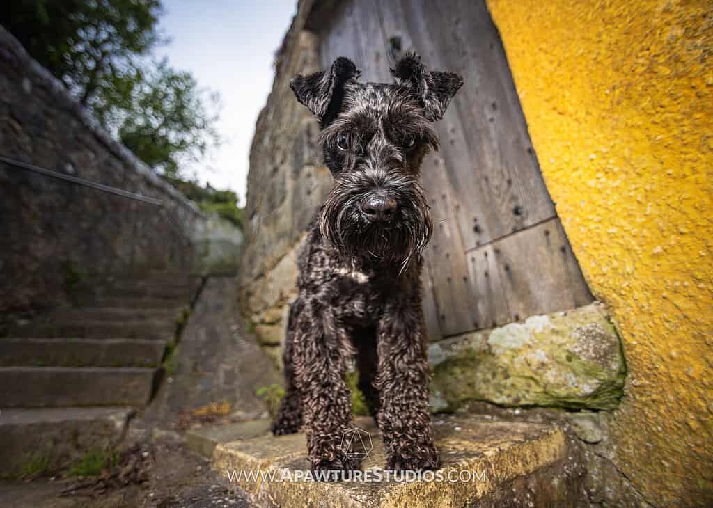 Black schnauzer looking down at the camera on a step with a wooden door behind and a yellow building in Culross, Scotland. 