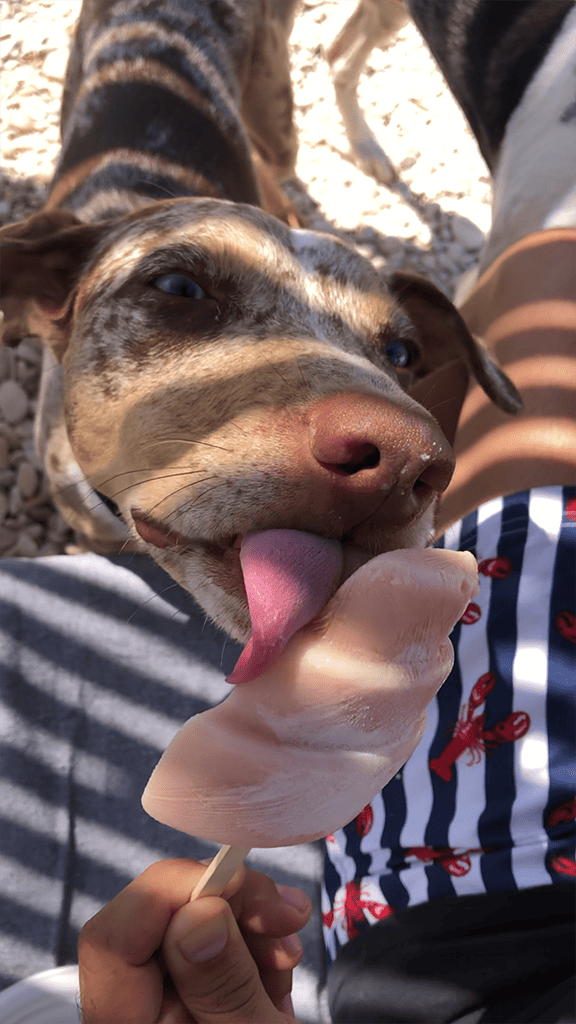 Nola the brown catahoula with her pink tongue licking a cake-shaped popsicle at the dog beach.