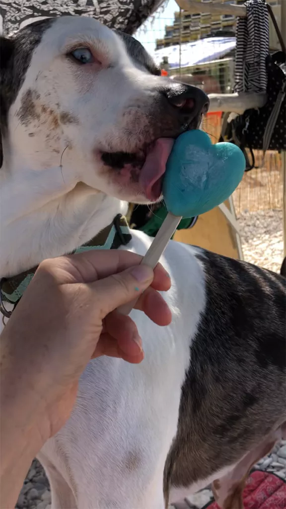 Mucca dog licking a blue heart-shaped popsicle at a dog beach.