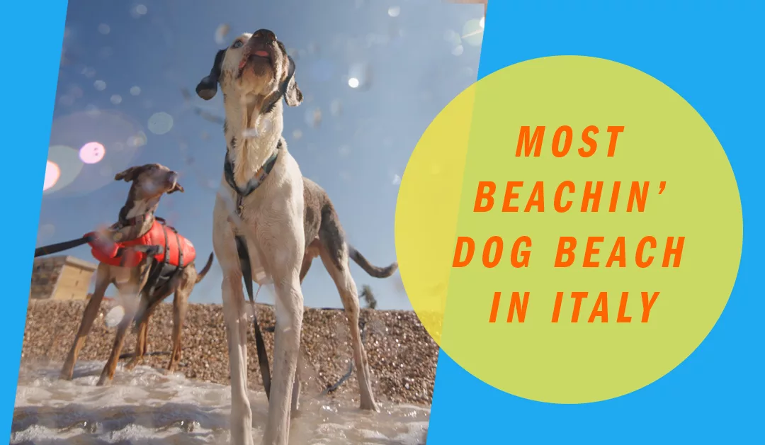 The most Beachin’ Dog Beach this side of Italy’s Boot
