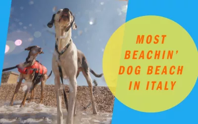 The most Beachin’ Dog Beach this side of Italy’s Boot
