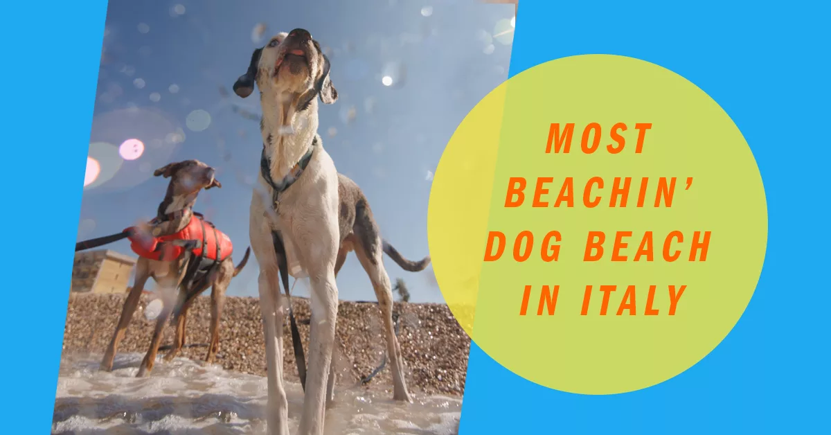 Featured image of two catahoula dogs at a dog beach in Senigallia in Italy, in the water, one with a life vest on.