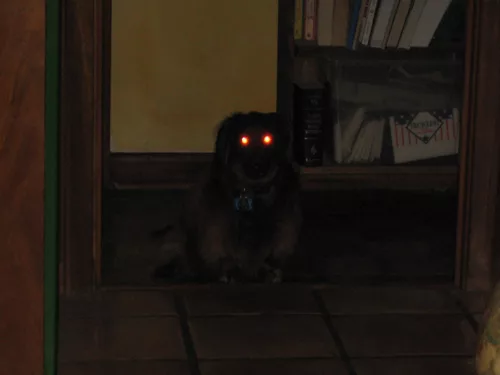 Black devil dog with glowing red eyes, in dark hallway. A terribly done photo.