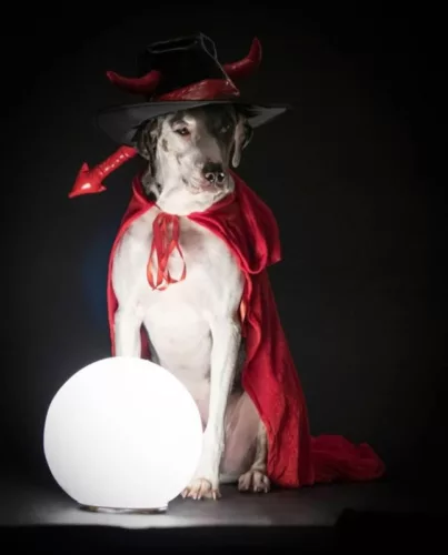 Halloween photoshoot for a dog dressed in a devil outfit with dramatic lighting.