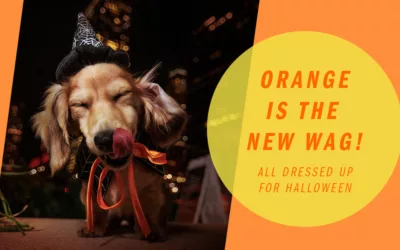 Orange is the new Wag!
