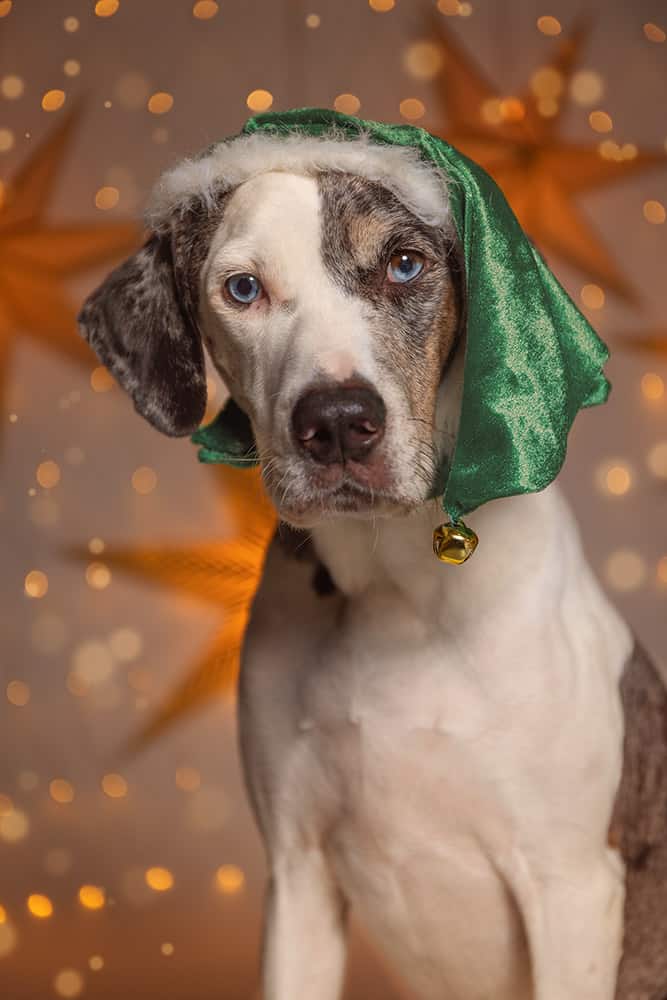 Christmas dog in photo studio in Milan, holiday style, cute.