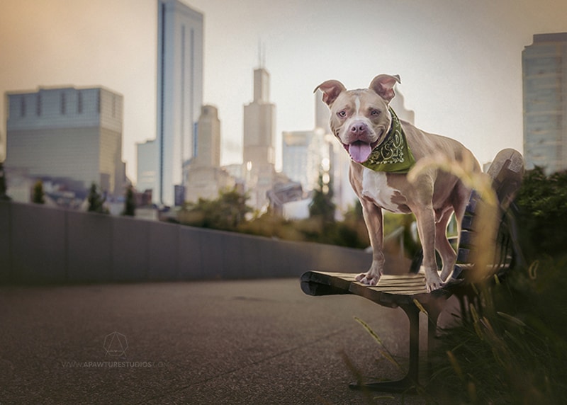 Apollo the pitbull in Grant Park with Willis Tower in the background.