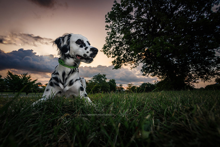 Long haired Dalmatian in the grass next to a tree in Lincoln Park with a pink sunrise.