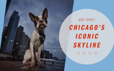 Hot Spots: Chicago’s Iconic Skyline as a Dog photoshoot backdrop