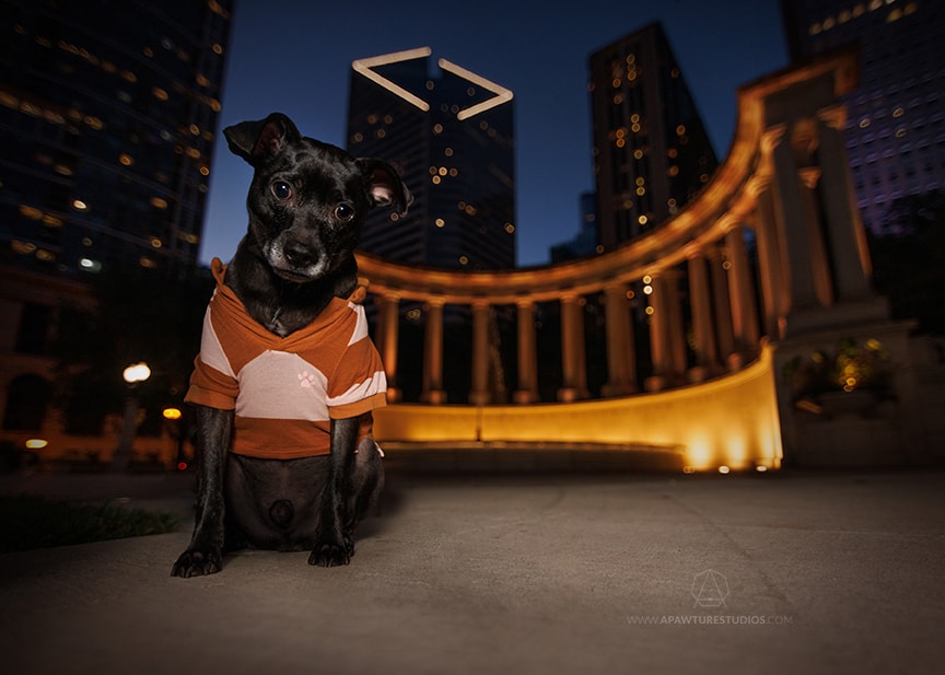 Small black chihuahua mix wearing a shirt in front of Wrigley Square in Millennium Park Chicago.