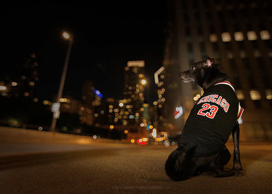 Small black dog in Chicago Bulls 23 Jordan jersey on Randolph Street in Chicago overlooking the skyline.