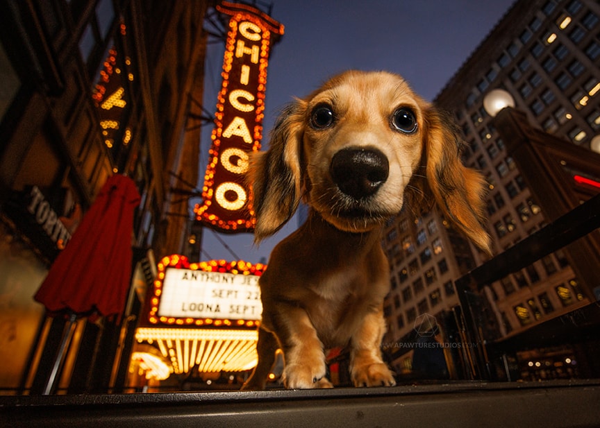 Adorable puppy dachshund in front of the Chicago Theater marquee.