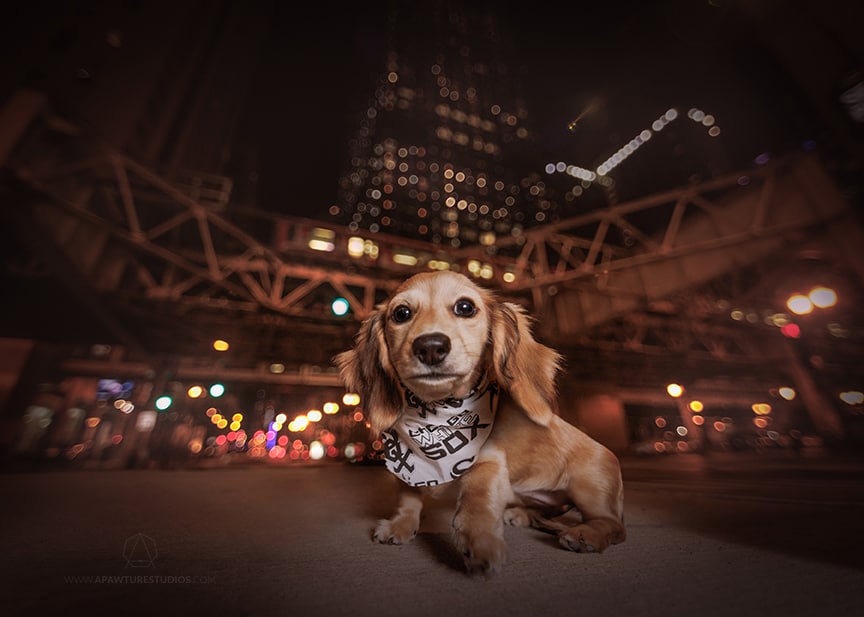 Puppy dachshund in front of the chicago el at night with a White Sox bandana on.