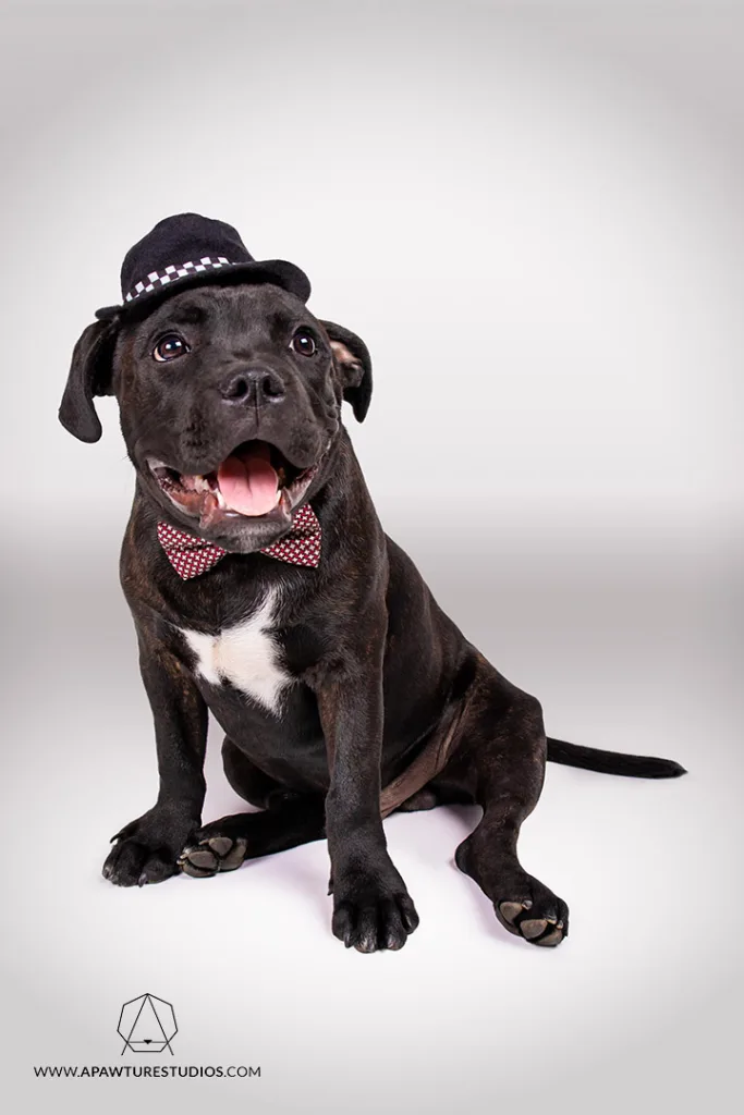 Lincoln the Staffordshire bull terrier in a top hat and bow tie with a big smile sitting down showing off his toe beans.