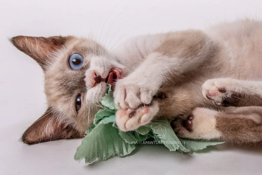 Indy the white and beige kitten is laying on his side with a green artificial flower between his small paws and little toe bean legs popping in from the right in a studio photography session.