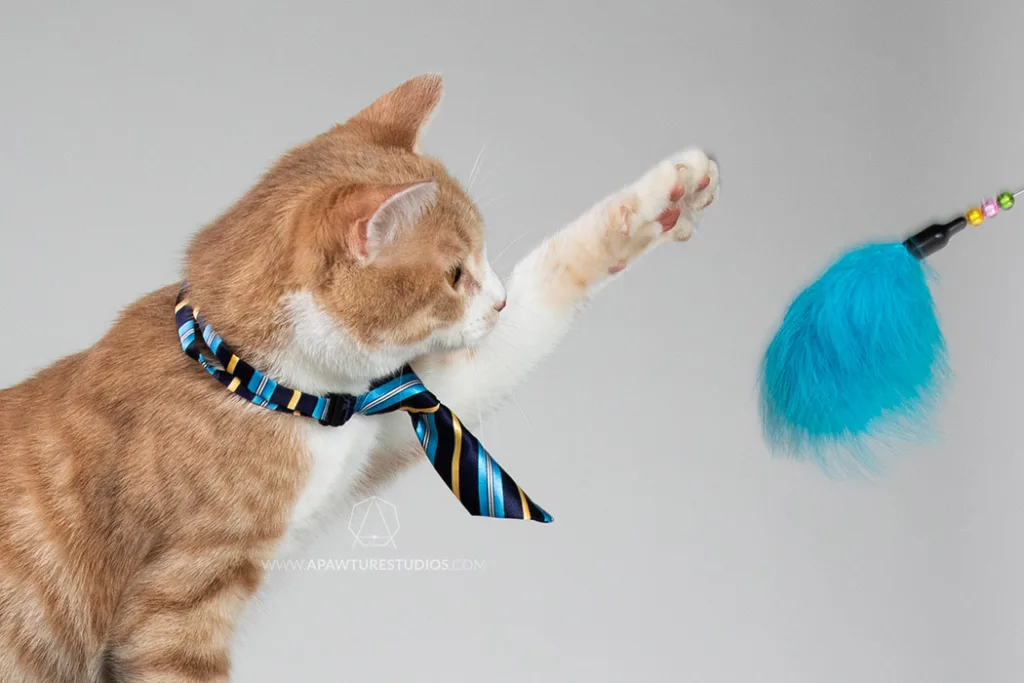 Pepe the orange and white cat has on a black and blue neck tie in the studio on a white backdrop pawing at a blue feather cat toy.
