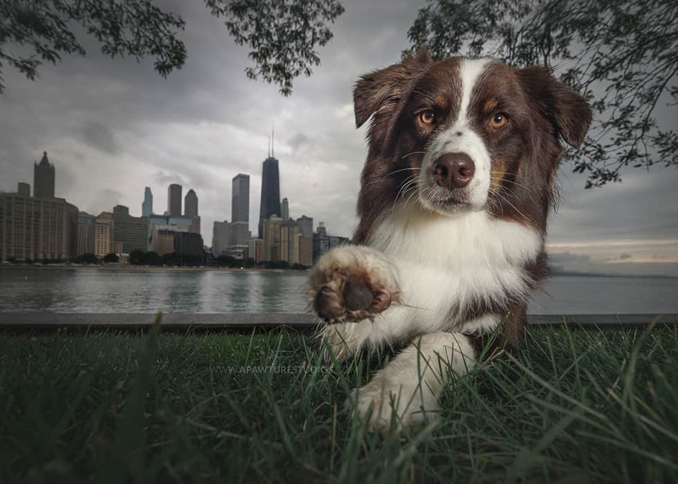 Remi the border collie is sitting in front of the Chicago skyline with one paw stretched towards the camera.