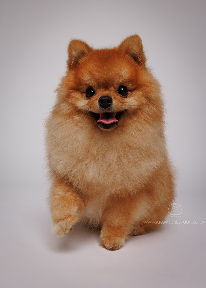 Ryan the Pomeranian has a big smile on and one furry paw up in Milan photo studio.