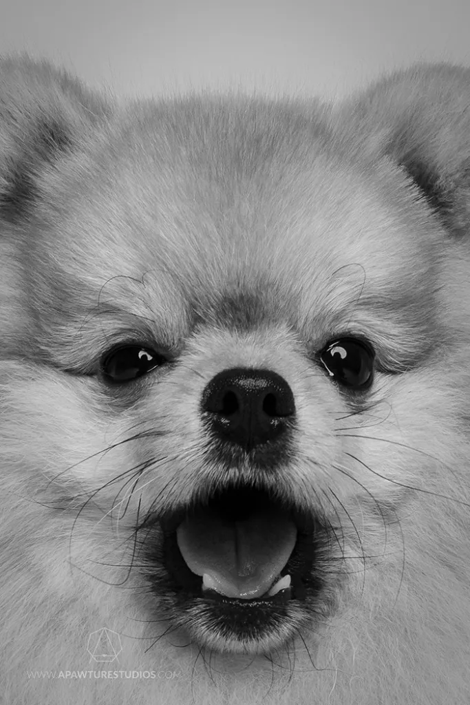 Close up and black and white shot of Ryan the pomeranian with his mouth ready to bark.
