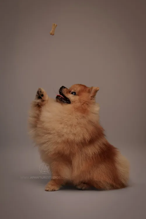 Ryan the Pomeranian a side profile reaching up towards a dog treat flying in the air a little above his face in the studio in Milan. 